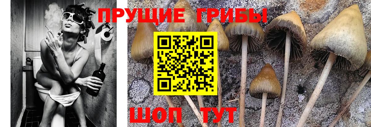 Псилоцибиновые грибы MAGIC MUSHROOMS Бузулук